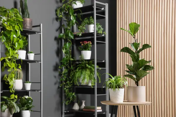 Gri duvarın yanındaki raf ünitesinde bir sürü güzel ev bitkisi var.