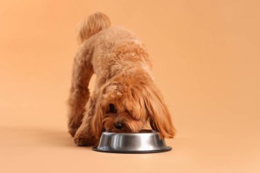 Sevimli köpek bej arka planda besleme kabından hayvan maması yiyor.