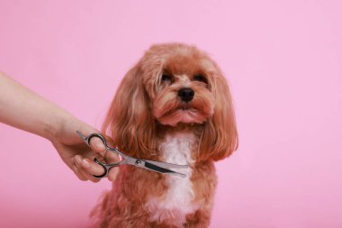 Pembe arka planda makasla köpek kılı kesen kadın, yakın plan. Hayvan bakımı.