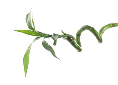 Güzel yeşil bambu bitkisi beyaz üzerine izole edilmiş.