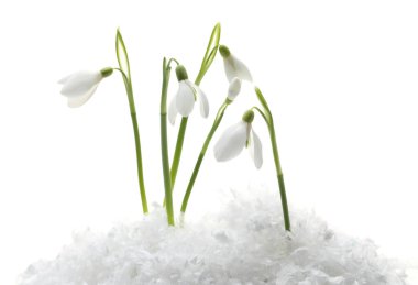 Beautiful snowdrops on snow against white background