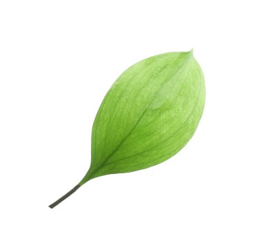One fresh green Ruscus leaf isolated on white