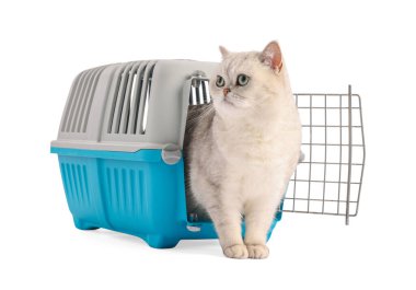 Evcil hayvan taşıyıcısındaki şirin kedi beyazda izole edilmiş.
