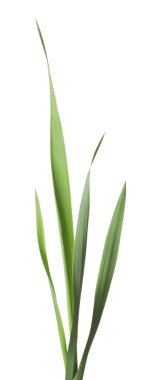 Beyaz çimenlerin üzerinde yeşil yapraklar