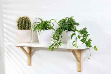 Beyaz duvarda yeşil saksı bitkileri olan raflar.