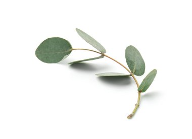 Beyaz yapraklı okaliptüs dalı