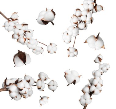 Beyaz arka planda güzel pamuk çiçekleri, kolaj