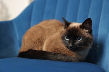 Adorable Thai cat resting on soft armchair at home