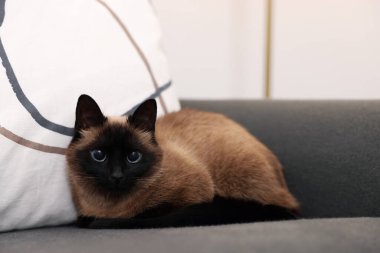 Adorable Thai cat resting on sofa at home