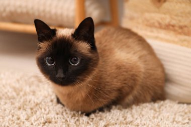 Evdeki bej halıdaki sevimli Tayland kedisi