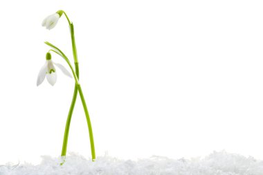 Beautiful snowdrops on snow against white background