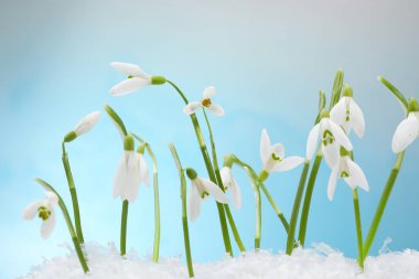 Açık mavi arkaplan üzerinde güzel kar damlaları, yakın plan