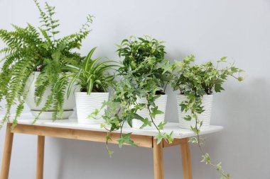 Açık gri duvarın yanındaki masada yeşil saksıda saksılar var.