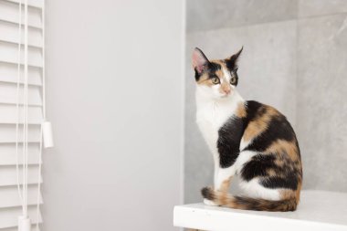 Açık yüzey içerisindeki şirin paso kedisi, metin için boşluk.