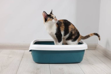 İçerideki çöp tepsisinde şirin bir kedi.