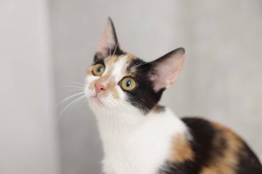 Hafif arka planda şirin bir kedi, yakın plan.