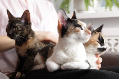 Evde sevimli kedileri olan bir kadın, yakın plan.