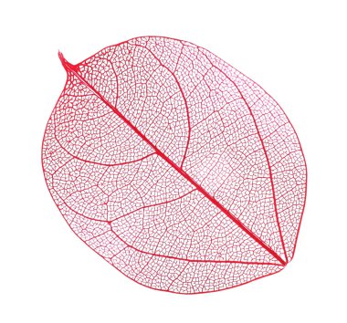 Güzel iskeletleşmiş yaprak beyaza izole edilmiş, üst manzara