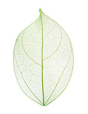 Güzel iskeletleşmiş yaprak beyaza izole edilmiş, üst manzara