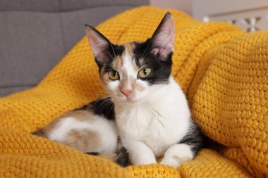 Sarı battaniyenin üzerinde dinlenen şirin bir kedi.