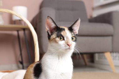 Şirin bir kedicik evde oturuyor, yakın plan.