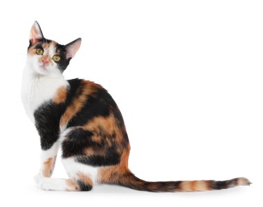 Beyaz arka planda oturan şirin bir kedicik.