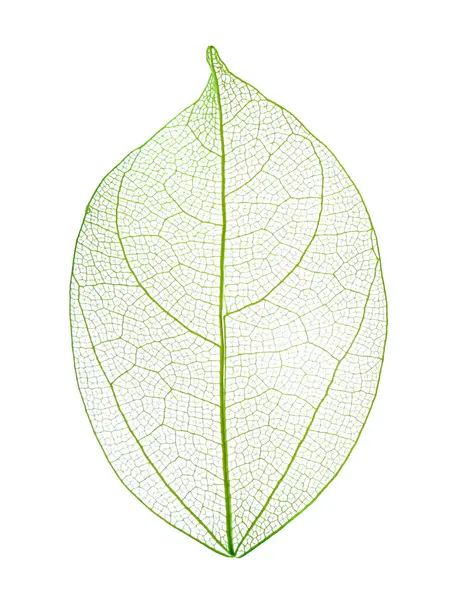 Güzel iskeletleşmiş yaprak beyaza izole edilmiş, üst manzara