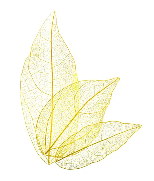 Güzel iskeletleşmiş yapraklar beyaz, üst manzara