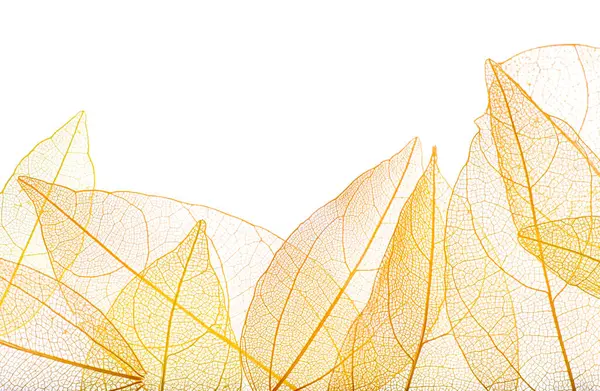 Güzel iskeletleşmiş yapraklar beyaz, üst manzara