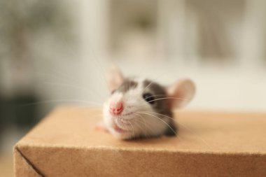 Sevimli küçük sıçan kutudan dışarı bakıyor, yakından.