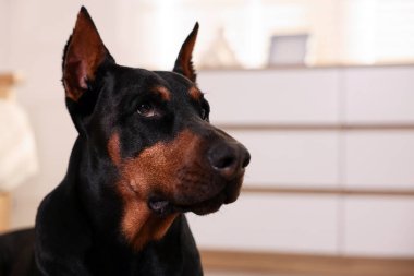 Evdeki sevimli Doberman 'ın portresi, yakın plan. Metin için boşluk