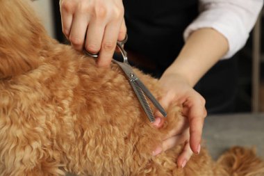 Groomer kuaförde şirin bir köpeğin saçını kesiyor.