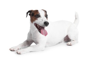Beyaz arka planda sevimli Jack Russell Terrier köpeği