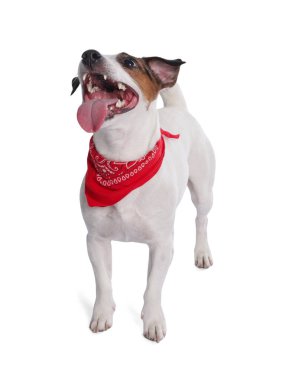 Beyaz arka planda duran kırmızı bandanalı şirin Jack Russell Terrier köpeği