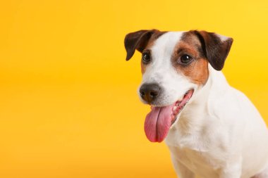 Sarı arka planda şirin Jack Russell Terrier köpeği. Metin için boşluk