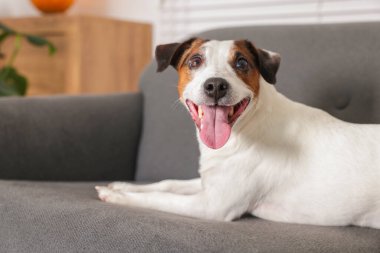 Şirin Jack Russell Terrier köpeği evdeki kanepede yatıyor. Metin için boşluk