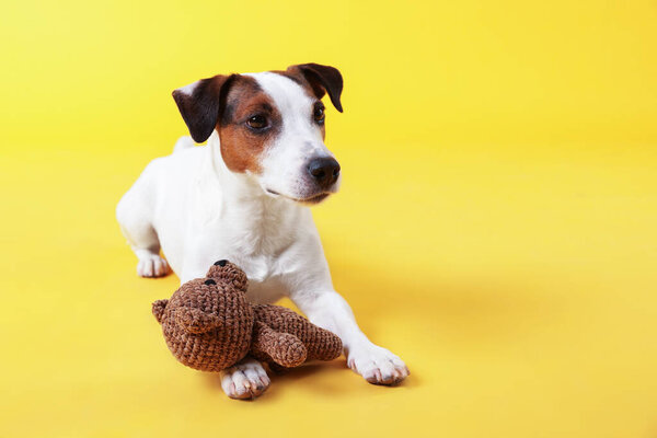 Симпатичный Джек Рассел Терьер собака с игрушкой на желтом фоне. Пространство для текста