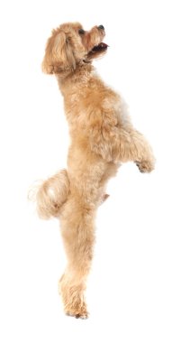 Beyaz arka planda sevimli bir Maltipoo köpeği. Sevimli hayvan