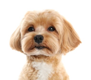 Beyaz arka planda sevimli bir Maltipoo köpeği. Sevimli hayvan