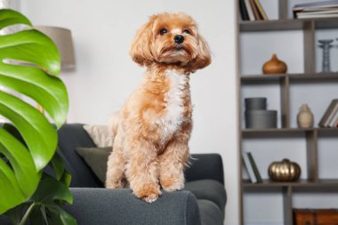 Evdeki kanepede sevimli Maltipoo köpeği, mesaj için yer.