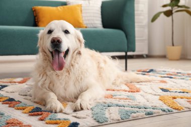 Tatlı Golden Retriever köpeği evde yerde, mesaj için yer var.