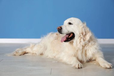 Mavi duvarın yanında yerde yatan sevimli Golden Retriever köpeği, mesaj için yer var.