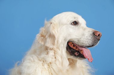 Açık mavi arka planda sevimli Golden Retriever köpeği