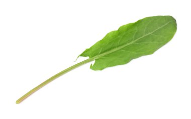 Bir taze yeşil kuş yaprağı beyaza izole edilmiş, üst manzara