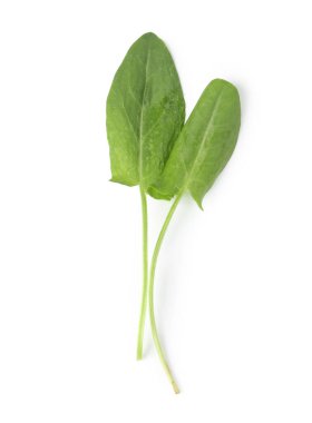 Taze yeşil kuş yaprakları beyaz, üst görünümde izole