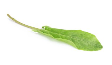 Bir taze yeşil kuş yaprağı beyaza izole edilmiş.