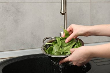 Kadın musluk suyunun altında taze kuş yapraklarını yıkıyor. Lavabonun üstünde, yakın plan.