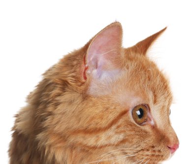 Beyaz arka planda sevimli kızıl kedi. Sevimli hayvan.