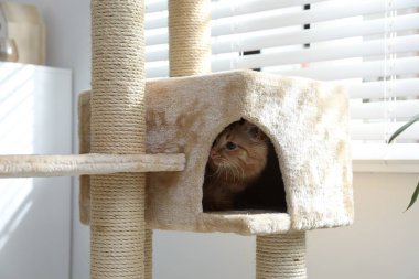 Evdeki evcil hayvan ağacında saklanan sevimli kedi.
