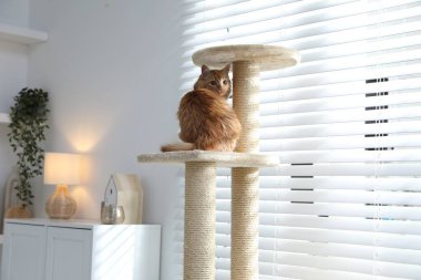 Evcil hayvan ağacındaki sevimli kedi.